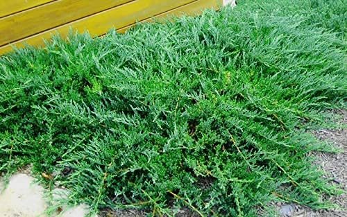 Florida Foliage Green Sargent Juniper | Live 4 Inch Pots | Juniperus Chinensis | Drought Tolerant Cold Hardy Evergreen Groundcover