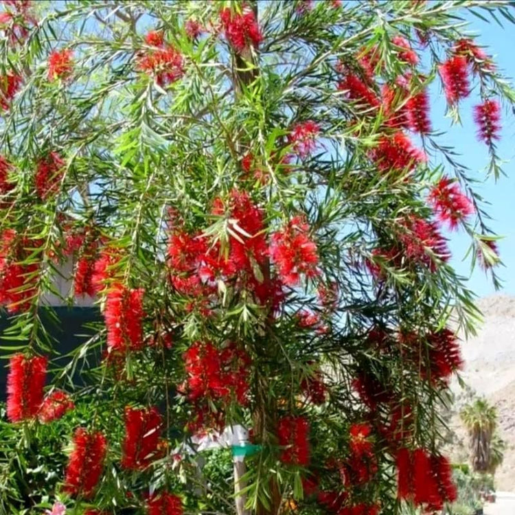Bottlebrush Red Cluster | Live Quart Size Plants | Callistemon citrinus | Perfect for Gardens & Landscaping | Easy to Grow & Low Maintenance Vibrant Shrub