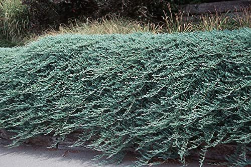 Bar Harbor Juniper | Extra Large 3 Gallon Plants | Live Premium Evergreen Shrub for Landscaping, Low Maintenance Ground Cover, Drought Tolerant