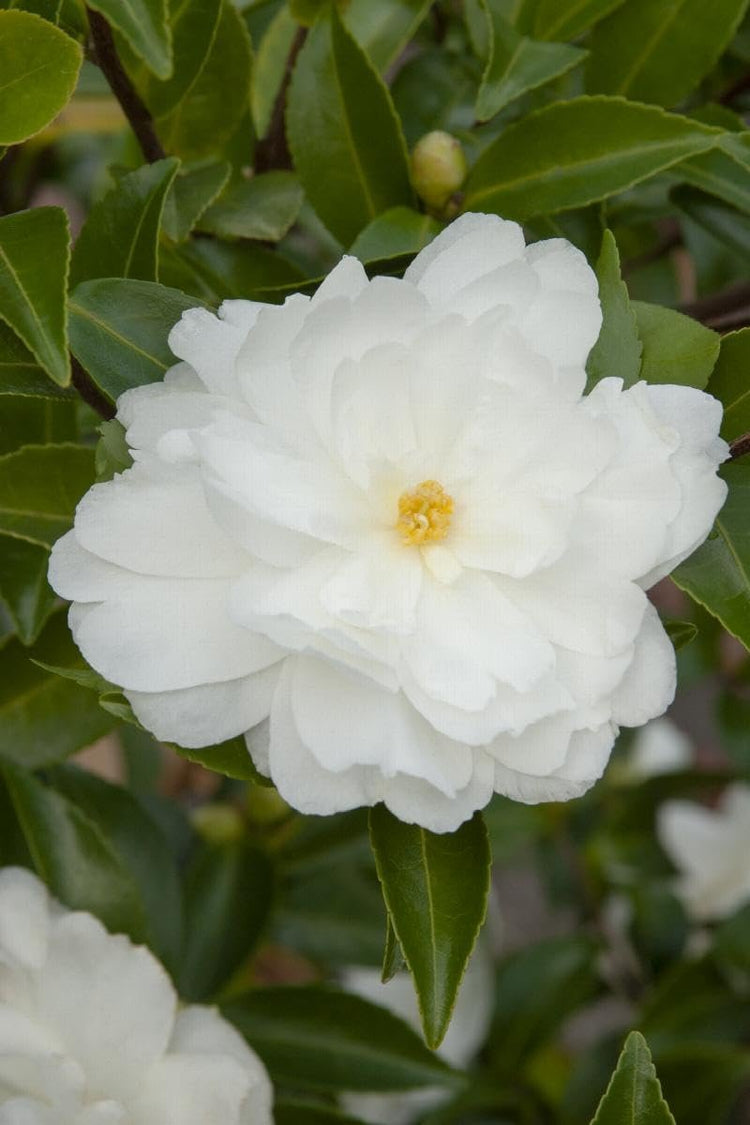 Camellia Sasanqua Mine|No|Yuki I Extra Large 3 Gallon Plant I White Flowering Snow|White Blooms, Live Plant for Gardens & Landscapes, Winter Blooming Elegance for Year|Round Greenery