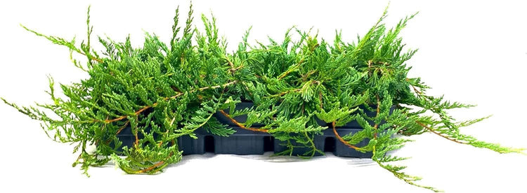 Bar Harbor Juniper | Live 4 Inch Pots | Juniperus horizontalis 'Bar Harbor' | Perfect Lush Ground Cover & Landscape Accent | Drought Resistant & Low Maintenance