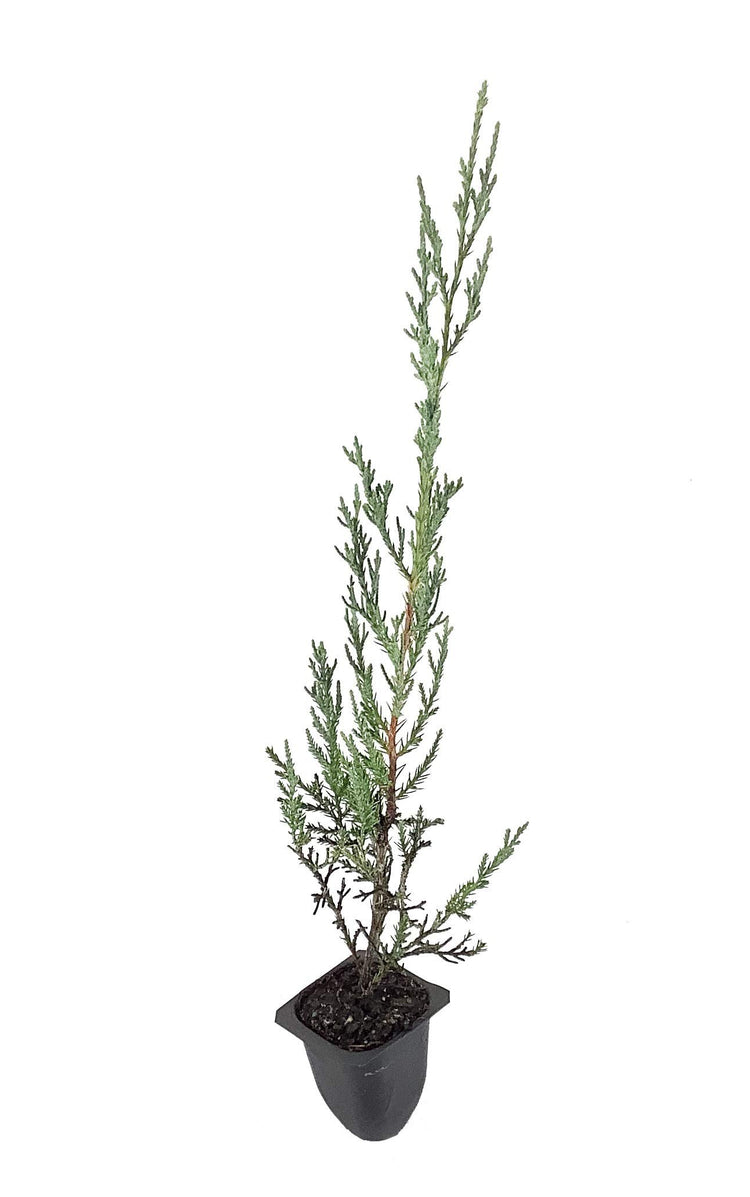 Juniper Burkii | Live Trees | Juniperus Virginiana | Evergreen Screening Red Cedar