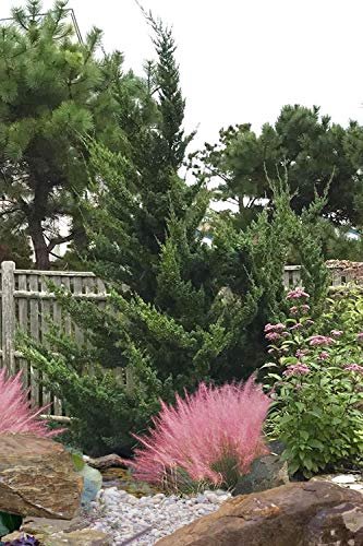Hollywood Juniper | Juniperus Chinensis Torulosa | Live Quart Size Tree | Drought Tolerant Cold Hardy Evergreen Plant