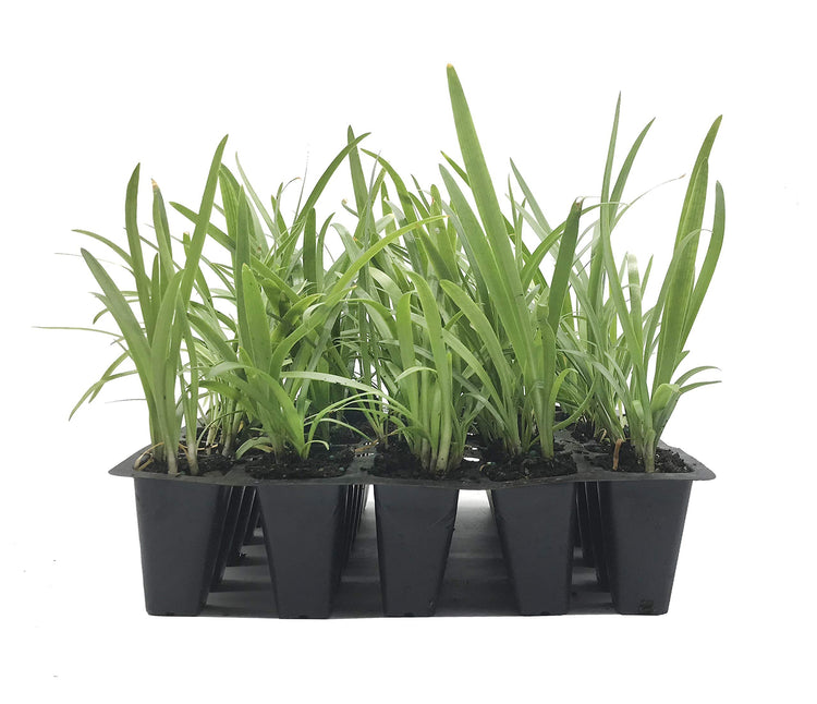 Agapanthus Getty White | Live Plants | Blooming Groundcover Grass