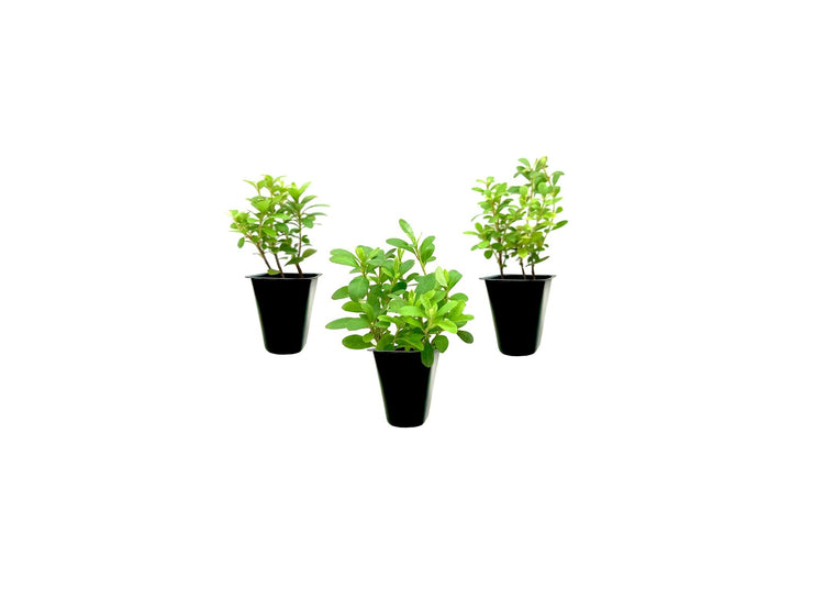 Azalea Vivid | Live Plants | Red Flowering Rhododendron Blooming Shrubs