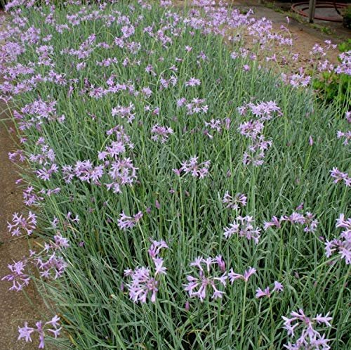 Society Garlic | Live Plants | Tulbaghia Violacea | Butterfly Attracting Flowers