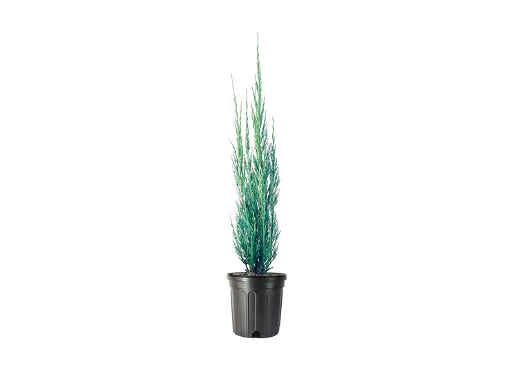 Skyrocket Juniper | Live Gallon Size Trees | Juniperus Scopulorum | Drought Tolerant Cold Hardy Formal Upright Evergreen Plant