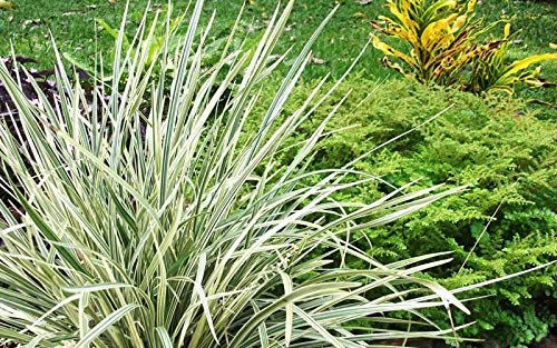 Aztec Grass | Live Quart Size Plants | Variegated Liriope | Ophiopogon Intermedius Argenteomarginatus