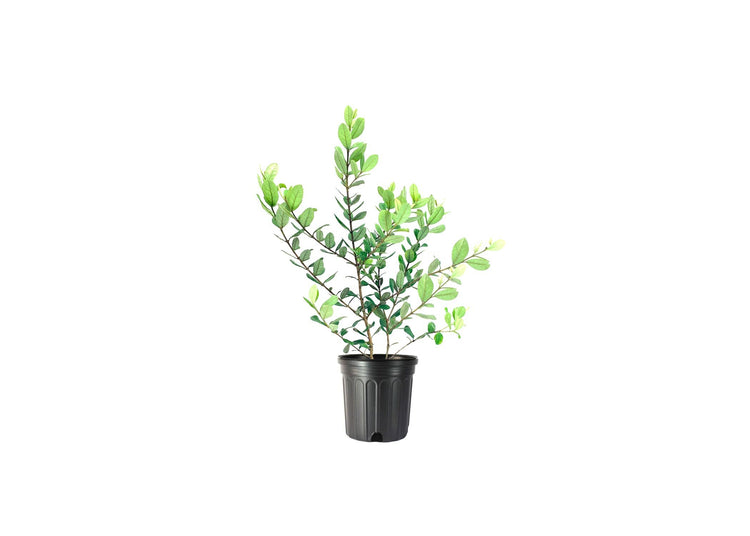 Pineapple Guava | Large Gallon Size Plant | Feijoa Sellowiana | Edible Fruit Shrub and Fragrant Flowering Foliage