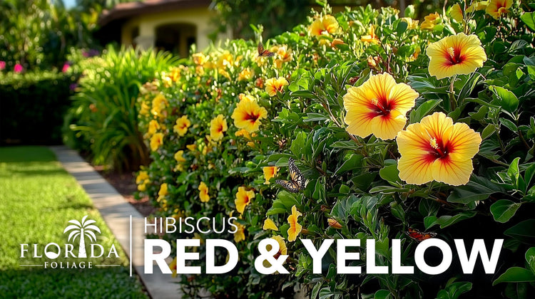 Hibiscus Red & Yellow | Live Plants | Hibiscus Rosa|Sinensis | Vibrant Blooms | Garden Favorites