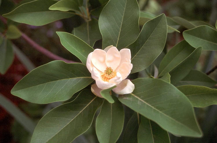 Sweet Bay Magnolia Tree | Live Plants | Magnolia Virginiana | Beautiful Ornamental Specimen