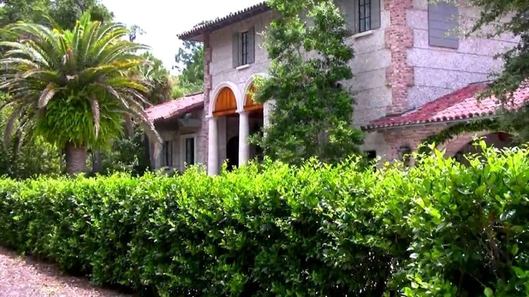 Ligustrum Waxleaf Privet | Live Plants 2" Pot Size | Evergreen Privacy Hedge
