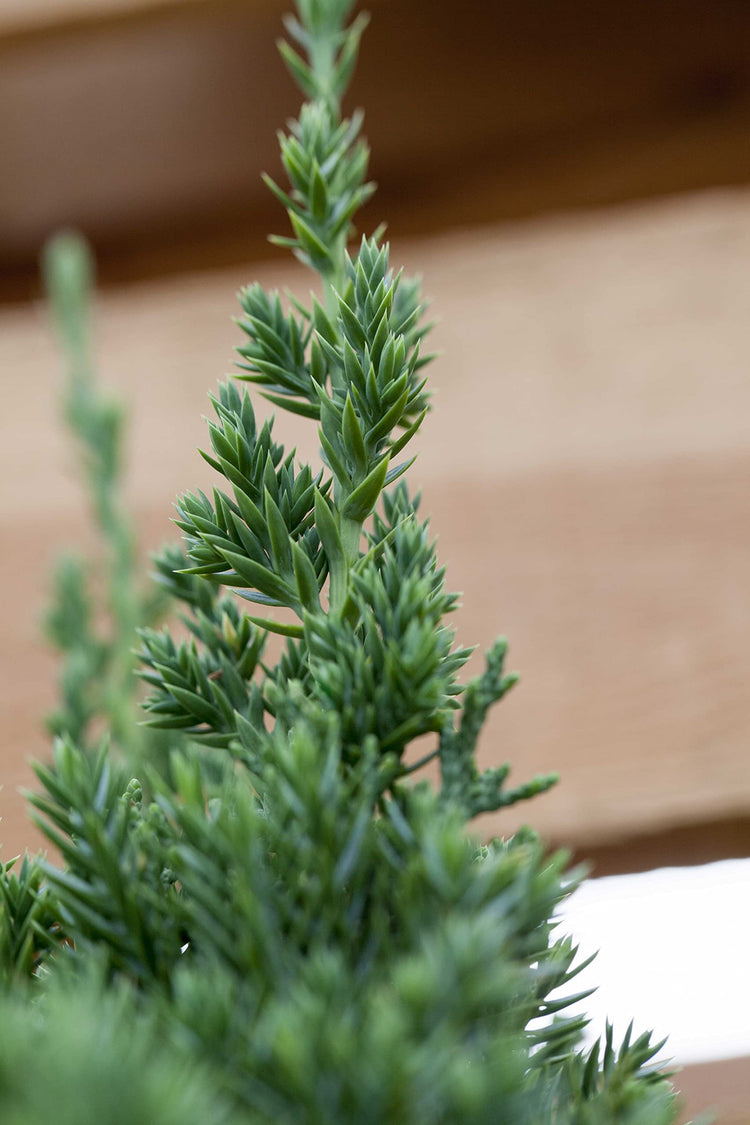 Robusta Green Juniper | Live Gallon Size Tree | Juniperus Chinensis | Drought Tolerant Cold Hardy Evergreen Screening Plant