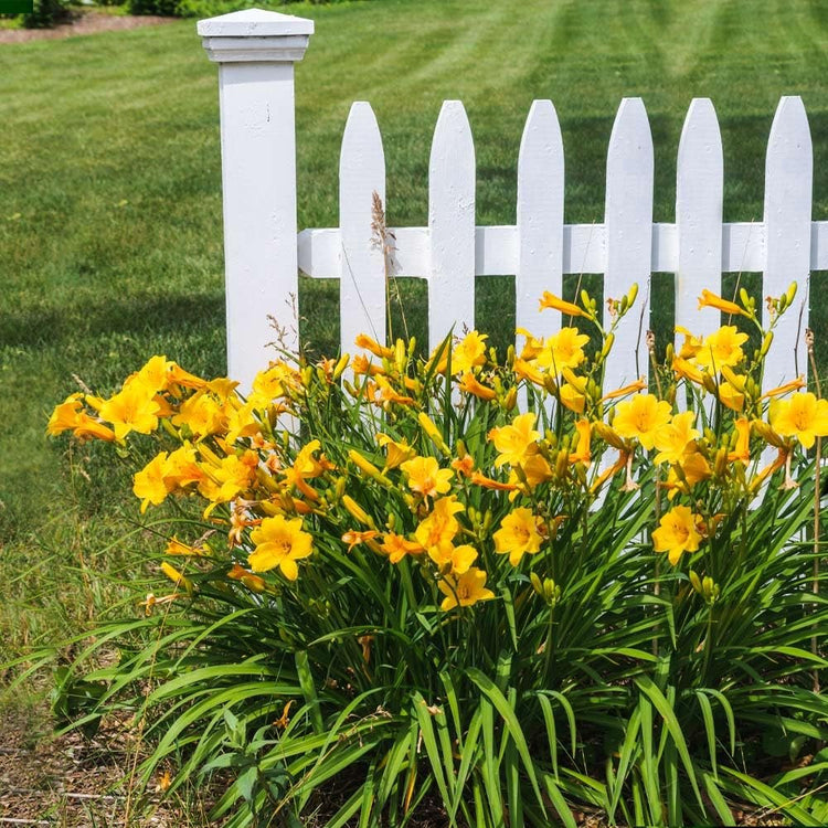 Daylily Stella D' Oro I Live 3 Inch Pots I Hemerocallis | Yellow Flowers I Rich Golden Blooms, Perennial Garden Jewel, Easy|to|Grow for Year|Round Beauty