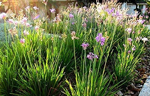 Society Garlic | Live Plants | Tulbaghia Violacea | Butterfly Attracting Flowers