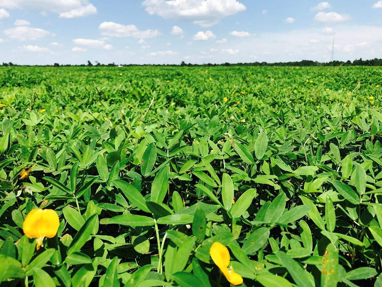 EcoTurf Perennial Peanut Grass | Live Plants | Arachis Glabrata | Live Ground Cover for Sustainable Landscaping, Drought|Tolerant