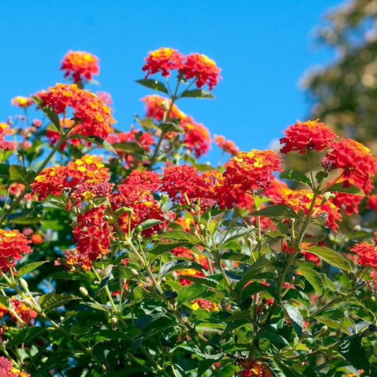 Lantana Dallas Red | Live Plants | Lantana Camara | Flowering Perennial | Garden Colorful Bloom | Hardy Outdoor Decor | Vibrant Red Flowers