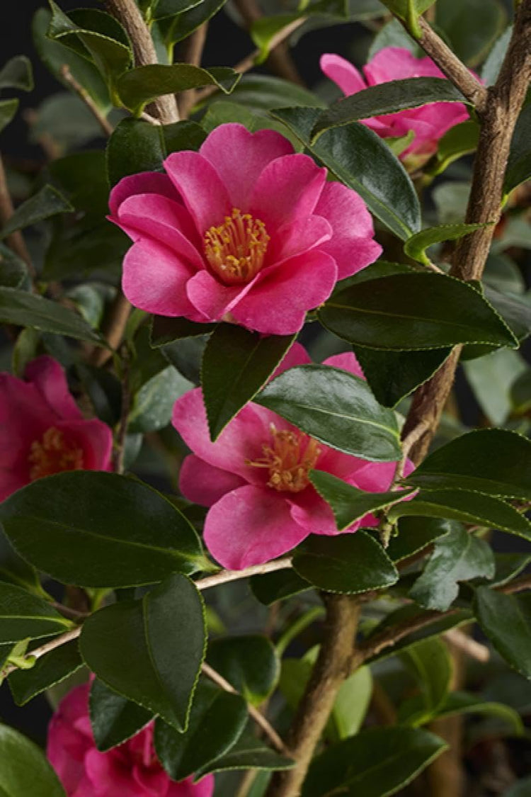 Camellia Sasanqua Kaniiro I Extra Large 3 Gallon Plants | Pink Flowering Vibrant Blooming Shrub, Live Plant for Garden, Landscape & Home Decor, Hardy Evergreen Ornamental Flowering Bush