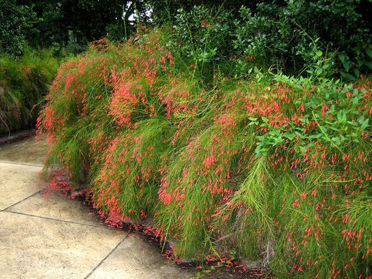 Firecracker Plant I Large Gallon Size Plants I Russelia Equisetiformis I Vibrant Red Tubular Flowers, Hummingbird Attracting, Heat|Tolerant, Perfect for Borders and Containers