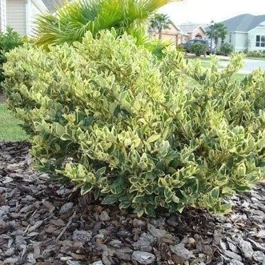 Ligustrum Japonicum Jack Frost Privet | Large Gallon Size Plants I Live Variegated, Fast|Growing, Evergreen Shrub for Stunning Ornamental Landscaping, Ideal for Privacy Hedges