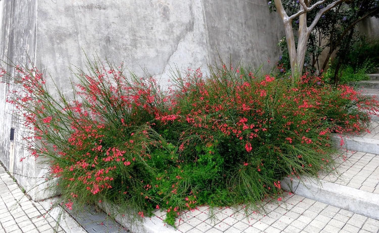Firecracker Plant I Live Plants I Russelia Equisetiformis I Vibrant Red Tubular Flowers, Hummingbird Attracting, Heat|Tolerant, Perfect for Borders and Containers