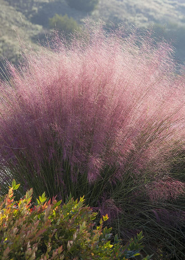 Muhly Grass | Live Gallon Size Plants | Muhlenbergia Capillaris | Hairawn Muhly | Drought Tolerant Pink Blooming Ornamental Grass