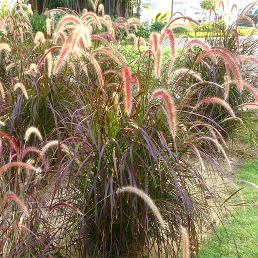 Red Fountain Grass | Extra Large 3 Gallon Plant | Pennisetum Setaceum Rubrum | Vibrant Landscape Feature | Striking Color Contrast | Full Sun Perennial Ornamental Grass