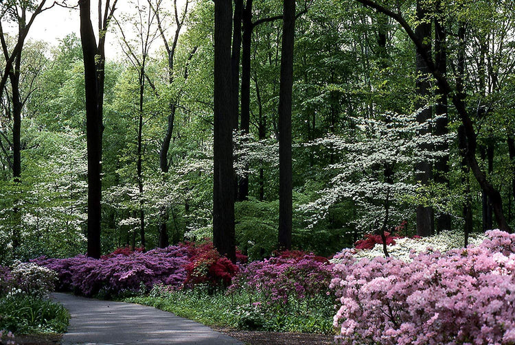 Azalea Fashion | Live Plants | Salmon Colored Flowering Rhododendron