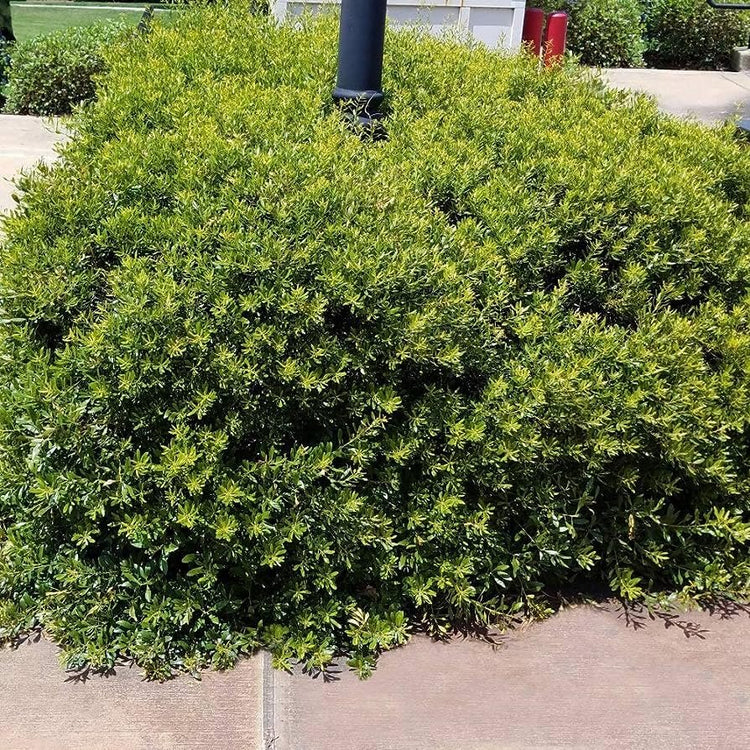 Wax Myrtle Don's Dwarf I Live Plants I Myrica Cerifera | Compact Evergreen Shrub with Aromatic Foliage, Ideal for Small Spaces, Hedges, & Landscape Accents