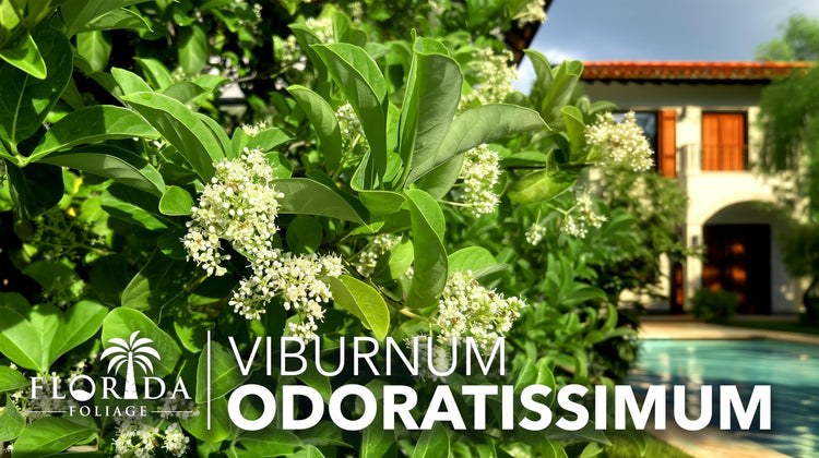 Viburnum Odoratissimum | Live Plants | Viburnum odoratissimum | Fast Growing Privacy Hedge | Evergreen Screening Shrub