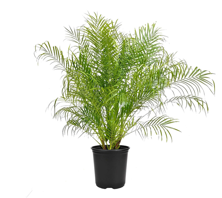Phoenix Roebelenii | Miniature Pygmy Date Palm | Large Live Tree | Beautiful Patio Plant