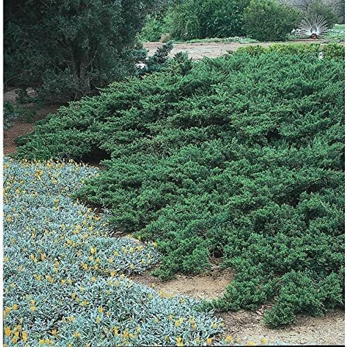 Juniper Parsoni | Large Gallon Size Plant | Juniperus Squamata Expansa Parsons | Drought Tolerant Cold Hardy Evergreen Groundcover