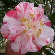 Camellia Japonica Rebel Yell I Extra Large 3 Gallon Plant I White and Pink Stripe Flowering Lush Pink Blooms, Live Plant for Gardens & Patios