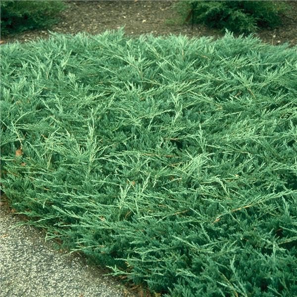 Bar Harbor Juniper | Extra Large 3 Gallon Plants | Live Premium Evergreen Shrub for Landscaping, Low Maintenance Ground Cover, Drought Tolerant