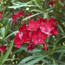Oleander Red | Extra Large 3 Gallon Plants | Nerium Oleander | Stunning Landscape Addition | Sun|Loving Blooms