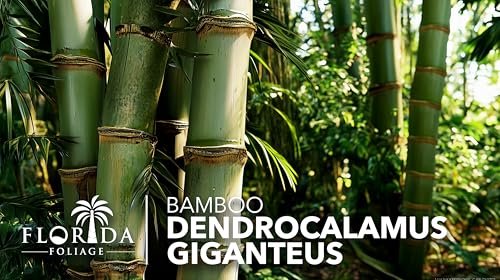Dendrocalamus Giganteus Bamboo | Large Gallon Size Plants | Fast|Growing Privacy Screen | Giant Live Outdoor Greenery | Sustainable Garden Solution