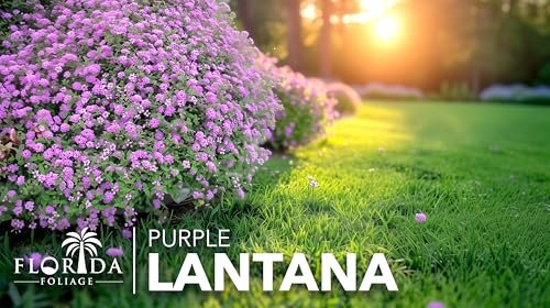 Lantana Purple | Large Gallon Size Plant | Lantana montevidensis | Purple Flowers | Outdoor Landscapes | Heat Tolerant Groundcover | Containers Slopes Borders Pathways Garden Beds