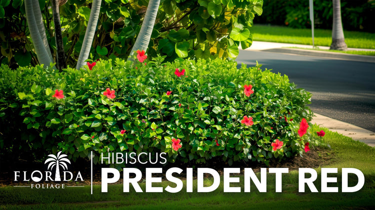 Hibiscus President Red | Live Plants | Hibiscus Rosa|Sinensis | Vibrant Red Blooms | Tropical Garden Beauty | Eye|Catching Flowering Shrub