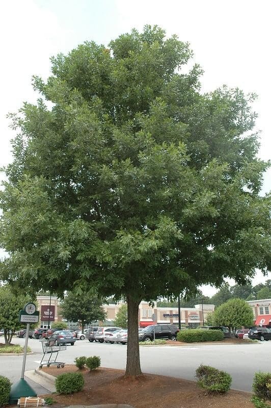 Overcup Oak Tree | Live Seedlings | Quercus Lyrata | Ideal for Landscaping & Shade | Long|Lasting & Resilient Plant