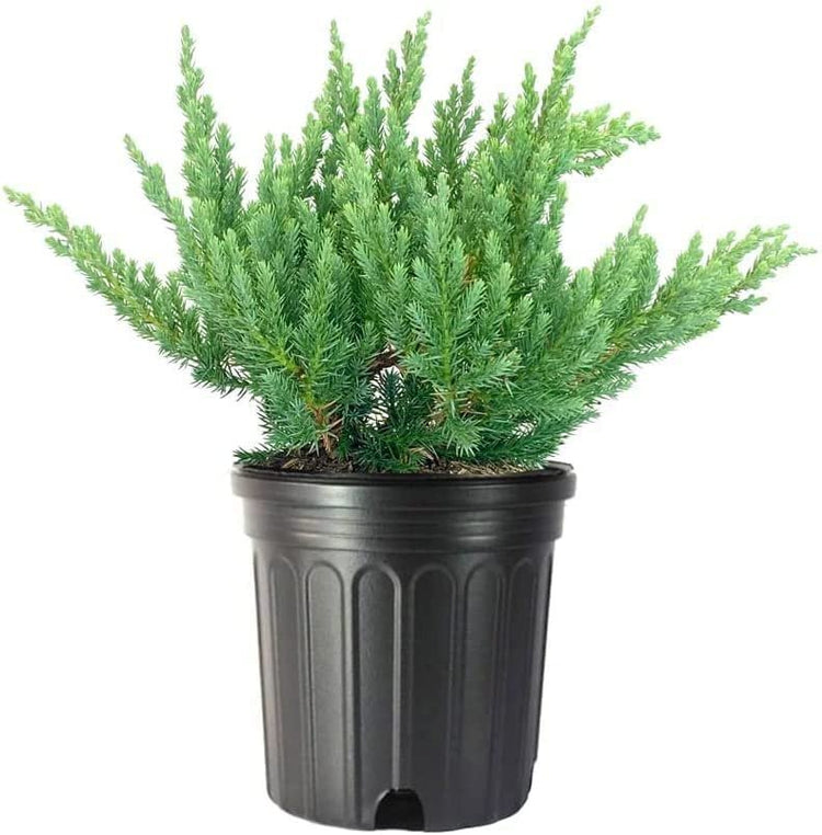 Juniper Parsoni | Large Gallon Size Plant | Juniperus Squamata Expansa Parsons | Drought Tolerant Cold Hardy Evergreen Groundcover