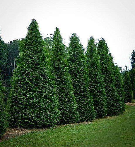 Thuja Plicata 'Green Giant' Arborvitae | Quart Size Plant | Live Evergreen Privacy Tree