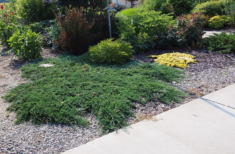 Blue Rug Juniper | Live Gallon Size Plant | Juniperus Horizontalis 'Wiltonii' | Drought Tolerant Cold Hardy Evergreen Groundcover