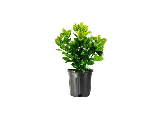 Viburnum Odoratissimum | Extra Large 3 Gallon Plant | Sweet Viburnum | Fast|Growing Privacy Hedge | Fragrant Flowers