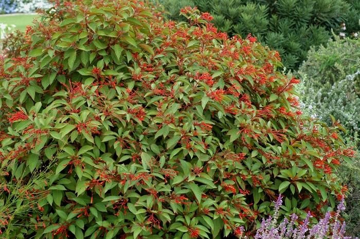 Firebush Firefly I Live Plants I Dwarf Hamelia Patens I Brilliant Red Blooms, Compact Size, Heat and Drought|Resistant, Ideal for Patios and Small Gardens