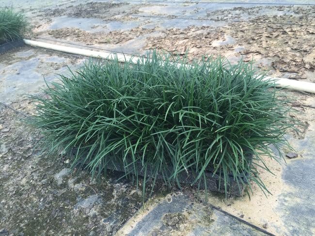 Mondo Grass I Large Gallon Size Plant I Ophiopogon Japonicus I Live Dense, Evergreen Ground Cover Plant, Ideal for Edging, Borders, and Ornamental Landscaping, Easy to Care