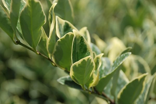 Ligustrum Jack Frost | Extra Large 3 Gallon Plants | Variegated Foliage | Ideal for Hedges and Borders | Decorative Outdoor Shrub