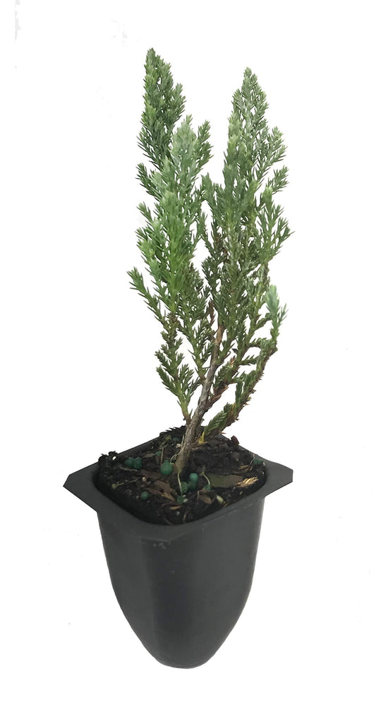 Juniper Blue Chip | Live Plants | Juniperus Horizontalis | Drought Tolerant Cold Hardy Evergreen Ground Cover