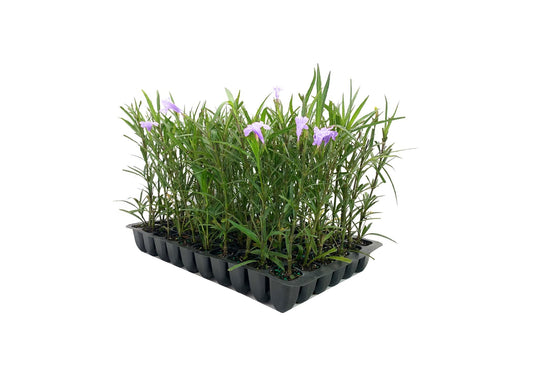 Mexican Petunia Purple | Live Plants | Ruellia Brittoniana | Purple Flowering Landscape Pollinator | Heat Tolerant Groundcover | Outdoor Perennial for Gardens Borders Walkways Containers