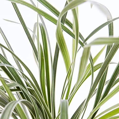Aztec Grass | Gallon Size Plant | Live Variegated Liriope | Ophiopogon Intermedius Argenteomarginatus
