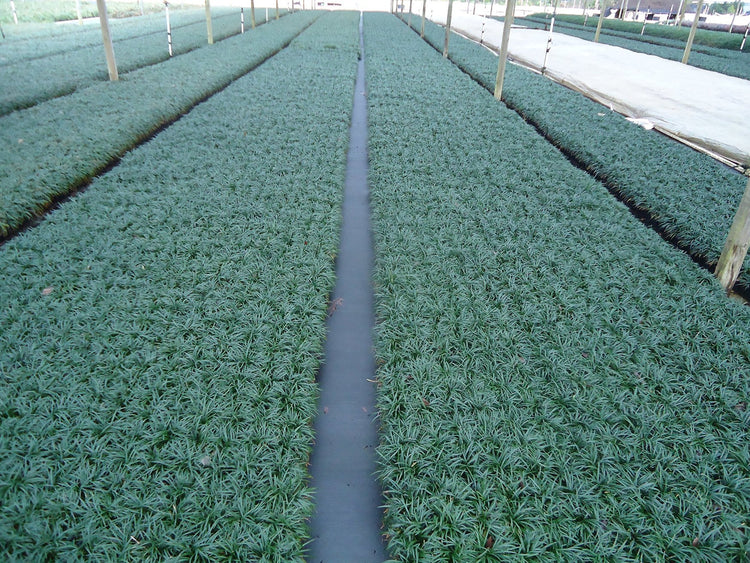 DWARF MONDO GRASS 50 PIPS